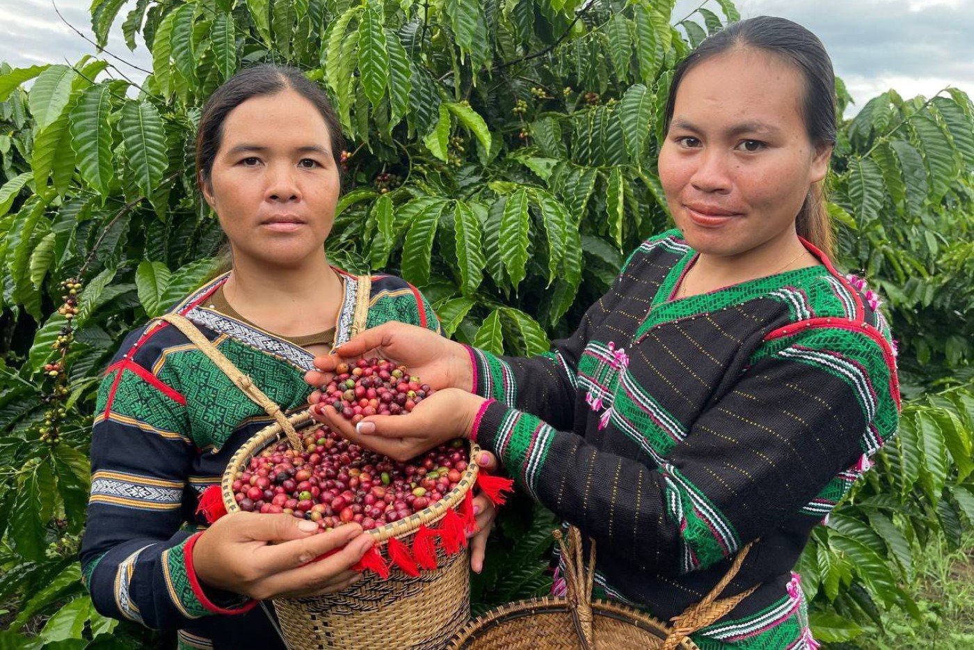 Robusta & Arabica Coffee Beans